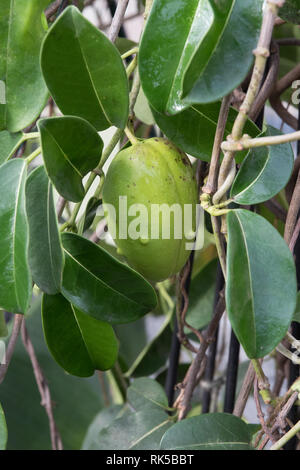 Stephanotis jasminoides Jasmin de Madagascar, les coupelles de semences Banque D'Images