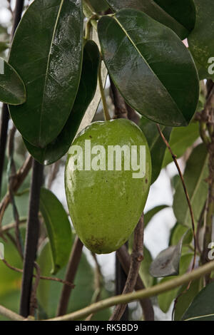 Stephanotis jasminoides Jasmin de Madagascar, les coupelles de semences Banque D'Images