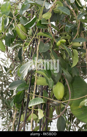 Stephanotis jasminoides Jasmin de Madagascar, les coupelles de semences Banque D'Images