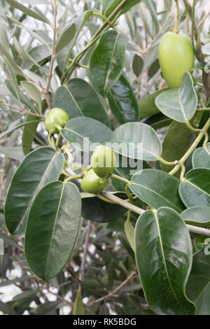 Stephanotis jasminoides Jasmin de Madagascar, les coupelles de semences Banque D'Images