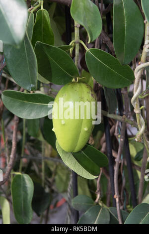 Stephanotis jasminoides Jasmin de Madagascar, les coupelles de semences Banque D'Images