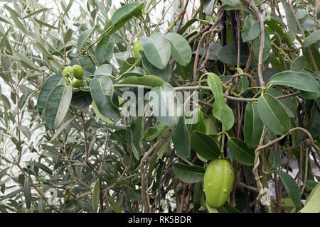 Stephanotis jasminoides Jasmin de Madagascar, les coupelles de semences Banque D'Images