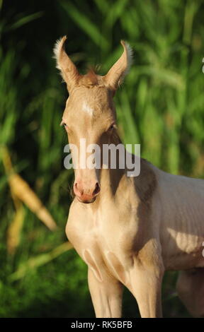 Petit cremello poulain Akhal Téké avec de longues oreilles à la recherche dans l'appareil. Portrait, vertical, vue de face. Banque D'Images