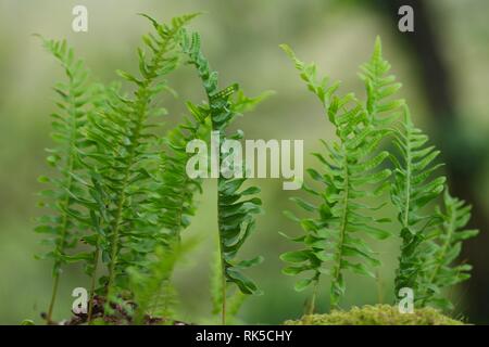 Polypodium vulgare, fougère épiphyte chêne poussant sur un arbre de chêne sessile de Wistmans Wood, Dartmoor National Park, deux ponts. Devon, Royaume-Uni. Banque D'Images