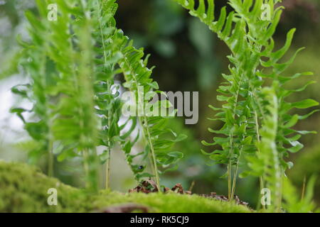 Polypodium vulgare, fougère épiphyte chêne poussant sur un arbre de chêne sessile de Wistmans Wood, Dartmoor National Park, deux ponts. Devon, Royaume-Uni. Banque D'Images