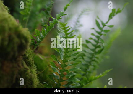 Polypodium vulgare, fougère épiphyte chêne poussant sur un arbre de chêne sessile de Wistmans Wood, Dartmoor National Park, deux ponts. Devon, Royaume-Uni. Banque D'Images