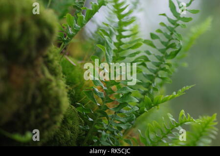 Polypodium vulgare, fougère épiphyte chêne poussant sur un arbre de chêne sessile de Wistmans Wood, Dartmoor National Park, deux ponts. Devon, Royaume-Uni. Banque D'Images