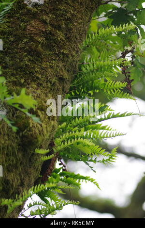 Polypodium vulgare, fougère épiphyte chêne poussant sur un arbre de chêne sessile de Wistmans Wood, Dartmoor National Park, deux ponts. Devon, Royaume-Uni. Banque D'Images