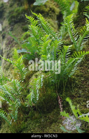 Polypodium vulgare, fougère épiphyte chêne poussant sur un arbre de chêne sessile de Wistmans Wood, Dartmoor National Park, deux ponts. Devon, Royaume-Uni. Banque D'Images