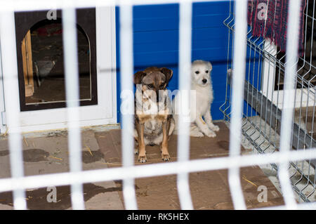 Deux chiens dans le refuge, le thème de la charité et la miséricorde, refuge d'animaux, chiens de sauvetage, le travail bénévole Banque D'Images