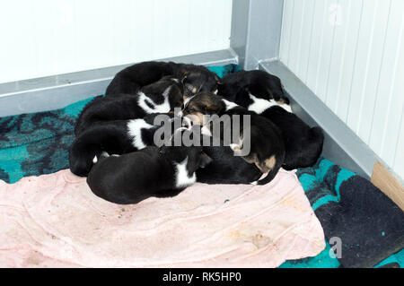 Beaucoup de chiots noir dormir dans l'abri, la charité et la miséricorde thème, refuge d'animaux, chiens de sauvetage, le travail bénévole Banque D'Images