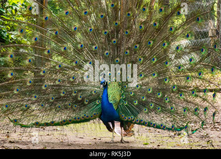Peacock, avec ses plumes se déploient en éventail, au parc près de spa dans la région de Wielkopolska Uniejow ou la Grande Pologne région, Pologne Banque D'Images