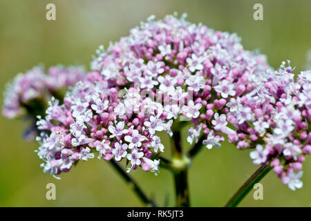 La valériane, également commune Valériane (Valeriana officinalis), de près de l'individu sur les bouquets de fleurs. Banque D'Images