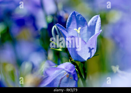 La campanule à feuilles rondes ou Bluebell écossais (Campanula rotundifolia), gros plan d'une fleur simple à faible profondeur de champ. Banque D'Images