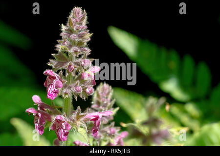 Hedge Woundwort (Stachys sylvatica), gros plan d'une fleur solitaire contre un fond d'ombre. Banque D'Images