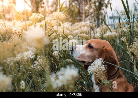 Chien Beagle dans un champ de fleurs blanches au printemps. Paysage Nature Banque D'Images