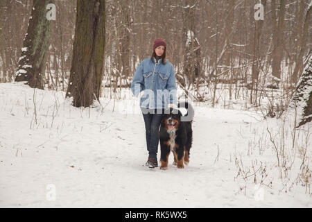 Jeune femme en hiver forêt avec bernese mountain dog walking Banque D'Images