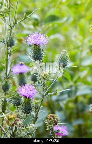 Cirsium vulgare, lance le chardon, chardon vulgaire, commun Chardon, chardon de courte durée avec des plantes à tiges garnies d'épines et de feuilles, de fleurs de mauve rose Banque D'Images