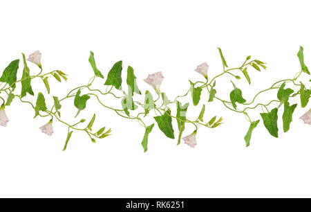 Liseron des champs des fleurs et des feuilles branches motif transparent isolated on white Banque D'Images