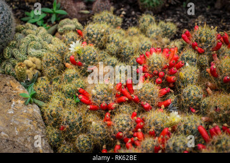 Cactus Mammillaria prolifera commun avec fleurs et fruits rouges Banque D'Images