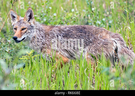 Coyote dans les Territoires du Yukon Canada Banque D'Images