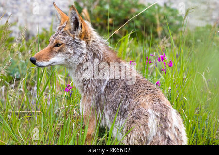 Coyote dans les Territoires du Yukon Canada Banque D'Images