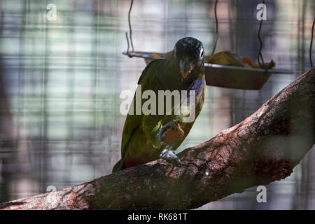 Amazone à tête écailleuse (Pionus maximiliani), aka à tête écailleuse, pionus Maximilian parrot, l'alimentation à l'intérieur de son enclos au Zoo d'Asuncion, Paraguay Banque D'Images