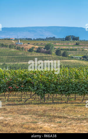 Vue sur les champs de vignes, typiquement méditerranéen, au Portugal Banque D'Images