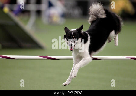 New York, USA. 09Th Feb 2019. Westminster Dog Show - Loa, un chien de berger islandais, en compétition dans les préliminaires de la Westminster Kennel Club, dans le cadre de son championnat de l'Agilité. Crédit : Adam Stoltman/Alamy Live News Banque D'Images