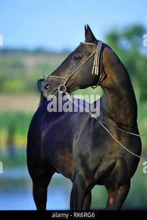 Baie foncé Akhal-Teke étalon en turkmène traditionnelle bridle regardant au loin. Vertical, vue de face. Banque D'Images