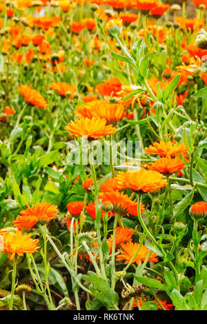 Fleurs de souci Orange -calendula officinalis -beau parterre Banque D'Images