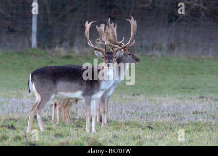 Petit groupe de Daims (Dama dama) sur la succession de Holkam North Norfolk, Royaume-Uni Banque D'Images