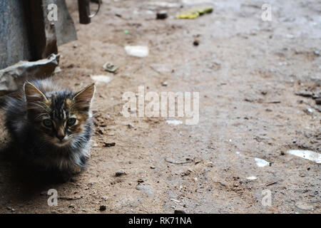Chaton et le froid de la rue Banque D'Images