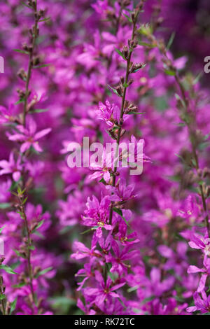 Lythrum salicaria fleurs. Banque D'Images