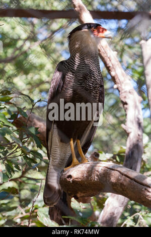 Caracara huppé (Caracara plancus), alias caracara australe ou carancho, à l'intérieur de son enclos au Zoo d'Asuncion, Paraguay Banque D'Images