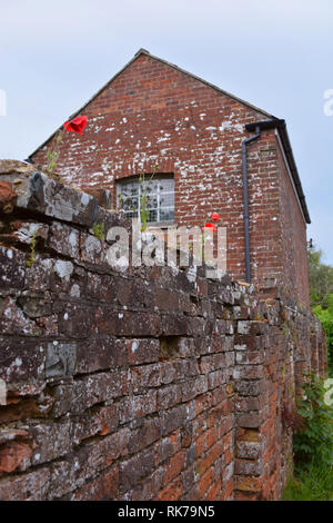 Rustique vieux bâtiment en briques rouges de coquelicots poussant sur le mur. Banque D'Images