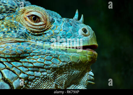 Portrait de Iguana close up sur fond sombre. Banque D'Images