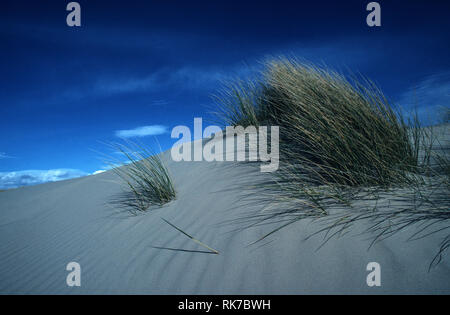 Dunes de sable sur la côte est de la Tasmanie. Une grande partie de la Tasmanie côtes bordée par des dunes de sable et d'herbes indigènes comme l'herbe de tuffet Banque D'Images