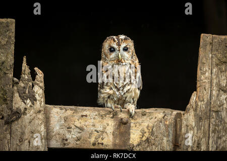 Tawny owl (Strix Aluco enr. Nom scientifique :) Seule Chouette hulotte perchée dans habitat naturel sur la vieille porte de grange avec un arrière-plan sombre. Paysage Banque D'Images