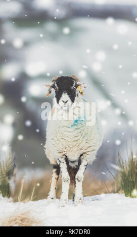 Brebis Swaledale, une brebis, orienté vers l'avant en toute temps de neige dans les vallées du Yorkshire, Angleterre. Moutons Swaledale sont originaires de cette région. Banque D'Images