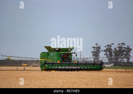 Une grande moissonneuse-batteuse John Deere récolteuse à travailler sur un après-midi d'été dans la région de Canterbury, Nouvelle-Zélande Banque D'Images