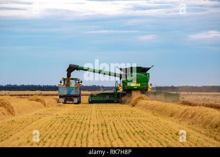 Une grande moissonneuse-batteuse John Deere Harvester déleste son grain dans un bin attelé à un tracteur de Canterbury, Nouvelle-Zélande Banque D'Images