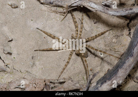 Thinlegged Wolf Spider, Pardosa sp. Banque D'Images