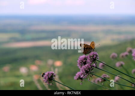 Papillon sur la fleur pourpre sur le sommet d'une colline avec une vue floue Banque D'Images