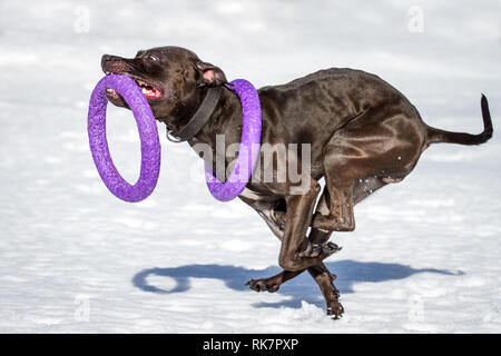 Black Bull-Terrier Américain de mine femme jouant avec un jouet de l'extracteur dans la neige Banque D'Images