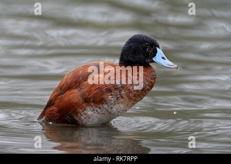 L'Érismature rousse Argentine - Oxyura vittata Banque D'Images