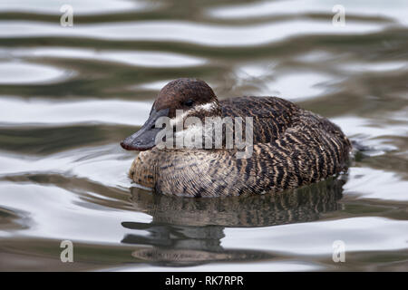 L'Érismature rousse Argentine - Oxyura vittata femelle d'Amérique du Sud Banque D'Images