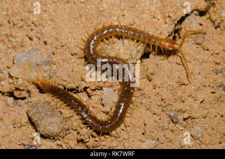 Ordre Geophilomorpha, Centipede Sol Banque D'Images