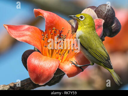 Japanese White-eye (nouveau nom gazouiller White-eye) Banque D'Images