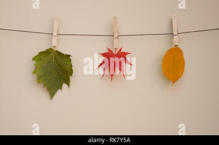 Trois feuilles pendaison avec un linge sur chaîne. Banque D'Images